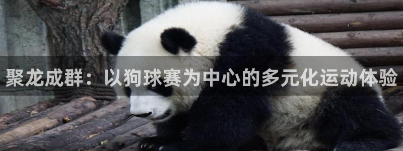 emc全站下载：聚龙成群：以狗球赛为中心的多元化运动体验
