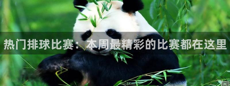  易倍emc体育官网登录：热门排球比赛：本周最精彩的比赛都在这